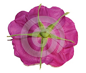 Pink flower wild rose isolate white background