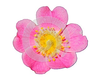 pink flower of wild rose on a white background for design