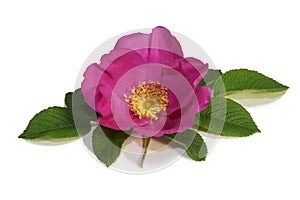 Pink flower wild rose the young green leaves isolate white background