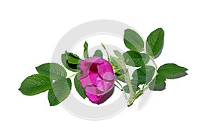 Pink flower wild rose the young green leaves isolate white background