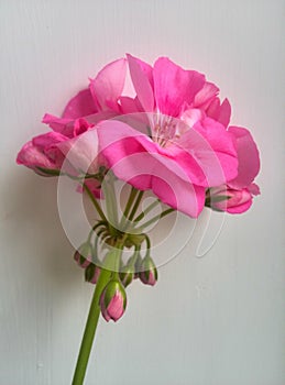 pink flower on the window, plant