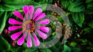 pink flower with yellow pollen and green background shallow depth of field macro