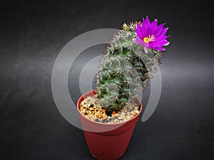 Pink flower yellow pollen on mini cactus in little pot.Studio shot marble pattern background