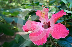 Pink flower with yellow stamen