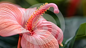 Pink flower, yellow stamen, green leaf