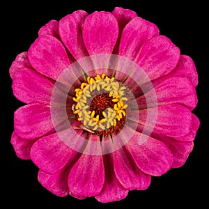 Pink flower of zinnia, isolated on black background