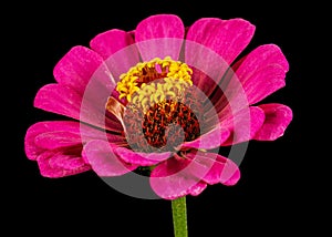 Pink flower of zinnia, isolated on black background