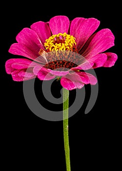 Pink flower of zinnia, isolated on black background