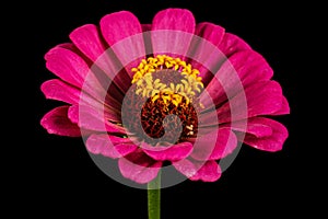 Pink flower of zinnia, isolated on black background