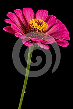 Pink flower of zinnia, isolated on black background