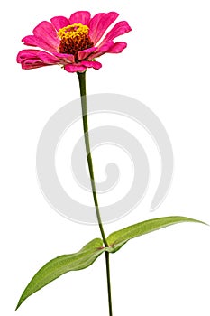 Pink flower of zinnia, isolated on white background