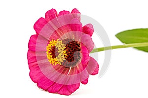 Pink flower of zinnia, isolated on white background