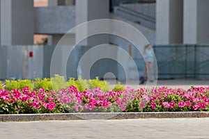 Pink flowerbed on city square at suuny day