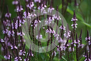 Pink flowered blue Vervain