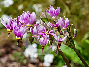 Pink-flowered flowers of Primula meadia, the shooting star or eastern shooting star Dodecatheon meadia flowering in garden with