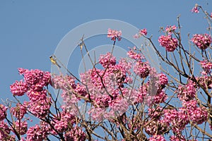Pink flowered ipe with blue sky in the background.