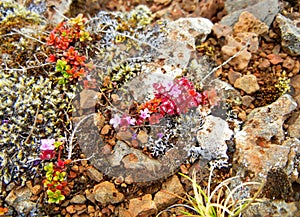 Tiny pink-flowered plant growing on rocks