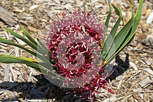 Pink flowerhead of a tumbleweed (boophone disticha), a native of Africa