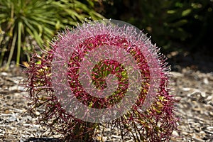 Pink flowerhead of a tumbleweed (boophone disticha), a native of Africa