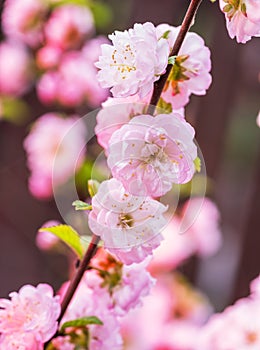 Pink flowering almond branches in blossom