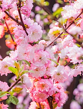 Pink flowering almond branches in blossom. Close-up