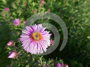 Pink flowering aster, symphyotrichum dumosum single bloom in front of green, blurred background. Close-up.