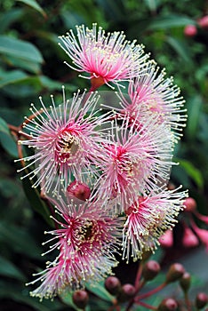 Pink flowering australian gum