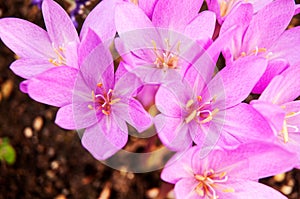 Pink flowering autumn crocuses in bright sunlight