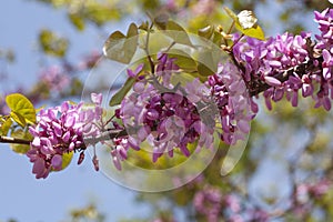 Pink flowering branches