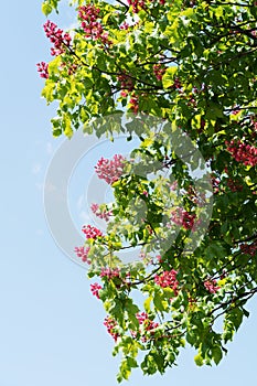 Pink flowering buckeye tree