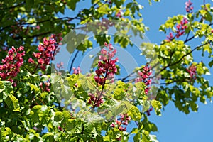 Pink flowering buckeye tree