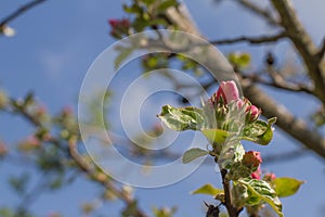 Pink flowering buds of apple blossoming tree arising, blue sky