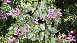 Pink flowering bush in Tropes