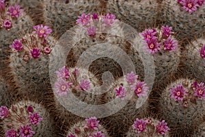 Pink flowering cactus plants, seen at the Royal Horticultural Society Chelsea Flower Show, London UK, 2018