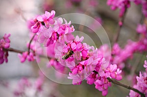 Pink flowering of cersis juda tree and the bee collects nectar photo