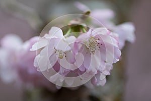 Pink flowering cherry, Prunus Accolade