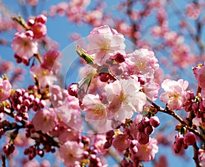Pink flowering cherry tree photo