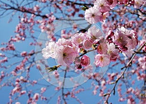 Pink flowering cherry tree photo