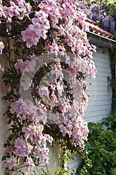 Pink flowering Clematis montana in spring