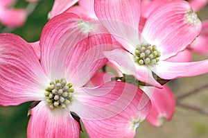 Pink Flowering Dogwood