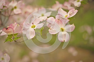 Pink flowering dogwood blossoms