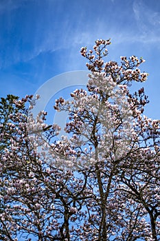 Pink flowering dogwood