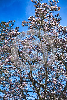 Pink flowering dogwood