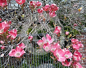 Pink flowering Dogwood, Cornus florida rubra. Vancouver, BC, Canada
