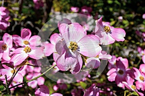 Pink Flowering Dogwood flower close-up. Garden blossom. Decorative tree.