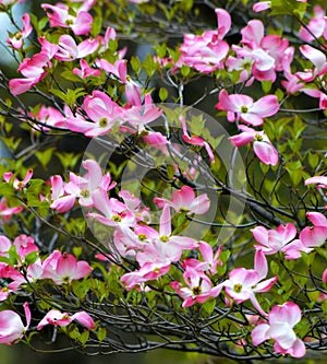 Pink Flowering Dogwood Tree During Spring