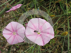 Pink flowering field bindweed with an insect