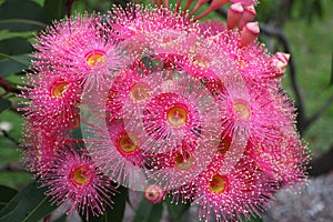 Eucalyptus flower cluster pink bloom