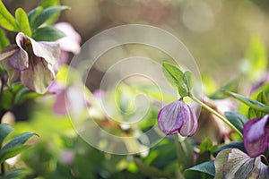 Pink flowering helleborus