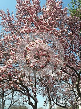 Pink flowering magnolia tree in early spring